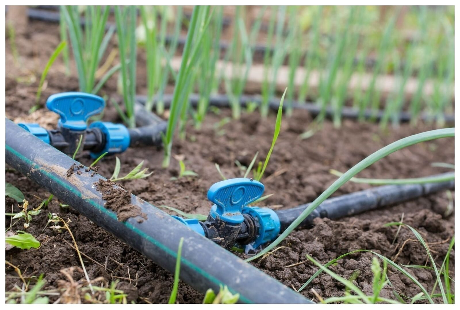 Irrigation Drip Line
